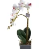 Online Orchidee Rana Vases Et Cache Pots