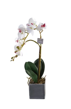 Online Orchidee Rana Vases Et Cache Pots