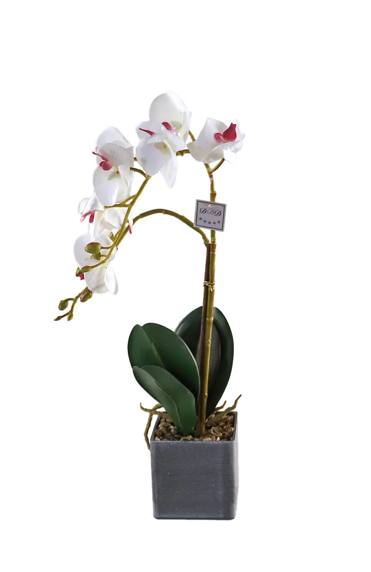 Online Orchidee Rana Vases Et Cache Pots