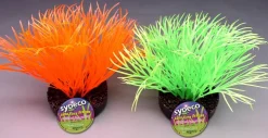 Outlet Sunny plant 11 cm Décoration D'aquariums